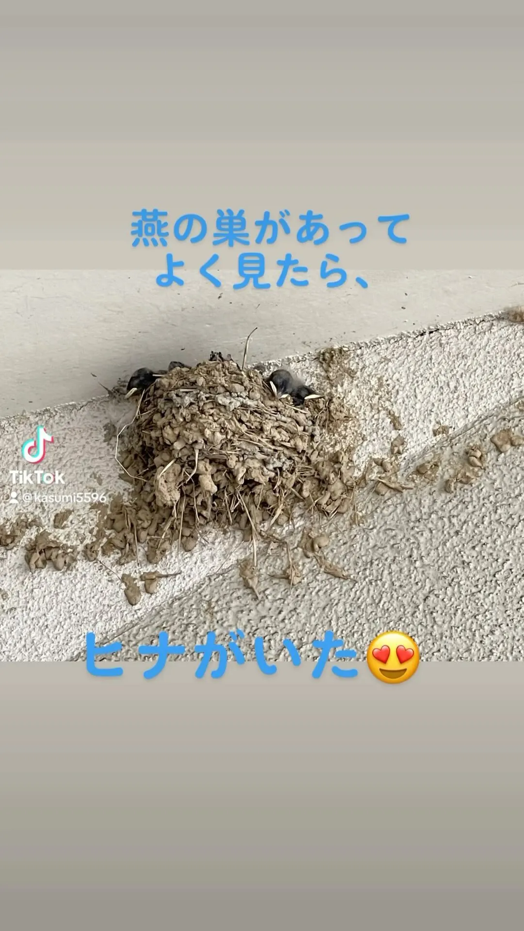 フンがあったから、ふと見上げたら、、、